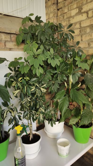 Комнатные цветы разных размеров,для дома,офиса,зимнего сада, магазина.