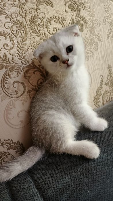 Продаются котята.
