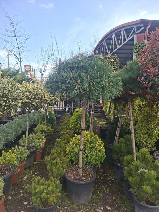 Palmieri yucca tulpina