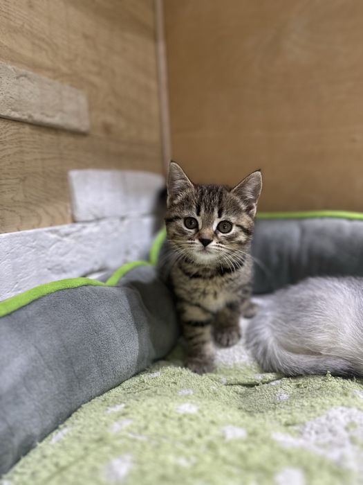 Шотладские котята
