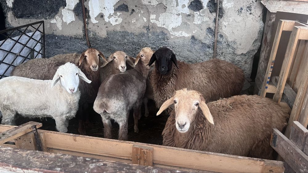 Токты сатылады ургашы