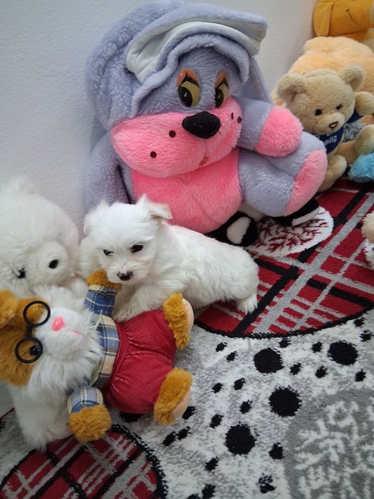 Vind cătel bichon rasa mică