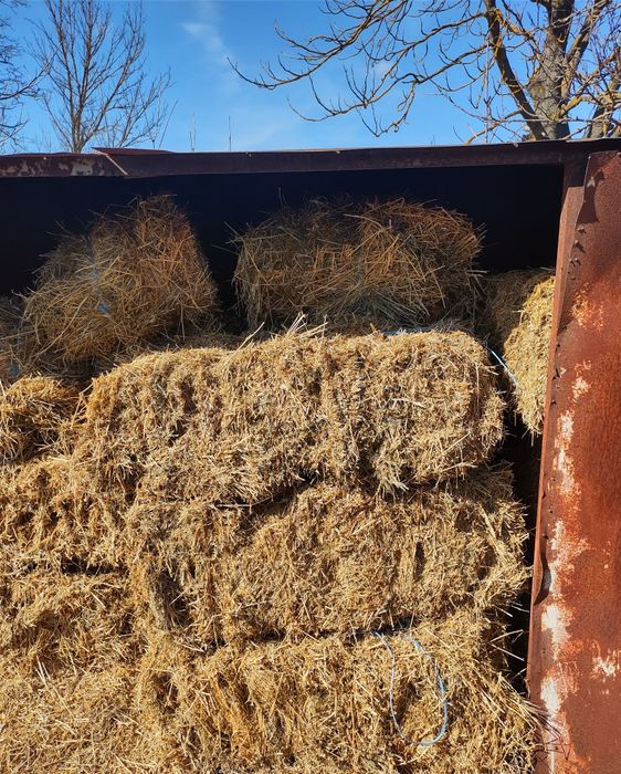 Чисти Бали люцерна