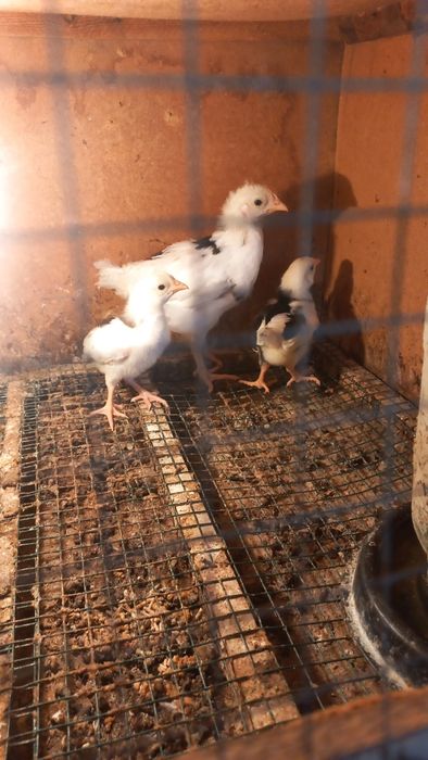 Legorin dalmatinets jojalari sotiladi