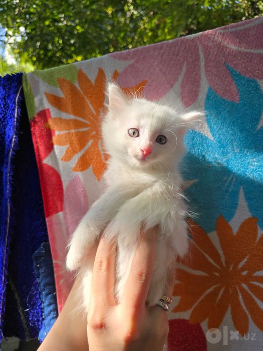 Котята ищут семьи!