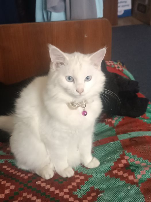 Продам кошка 6 месяцев турецкая ангорка