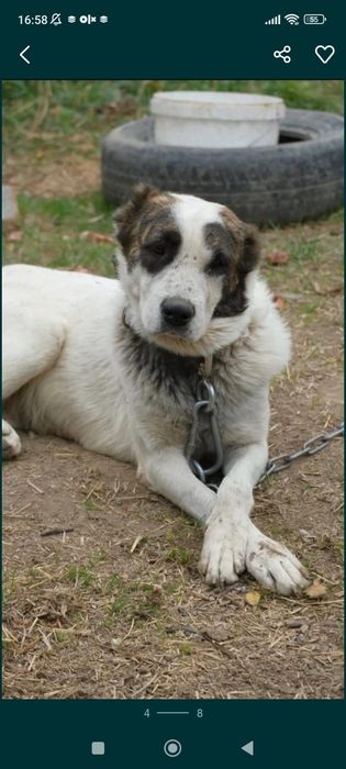 Звоночки, сторожа, компаньоны