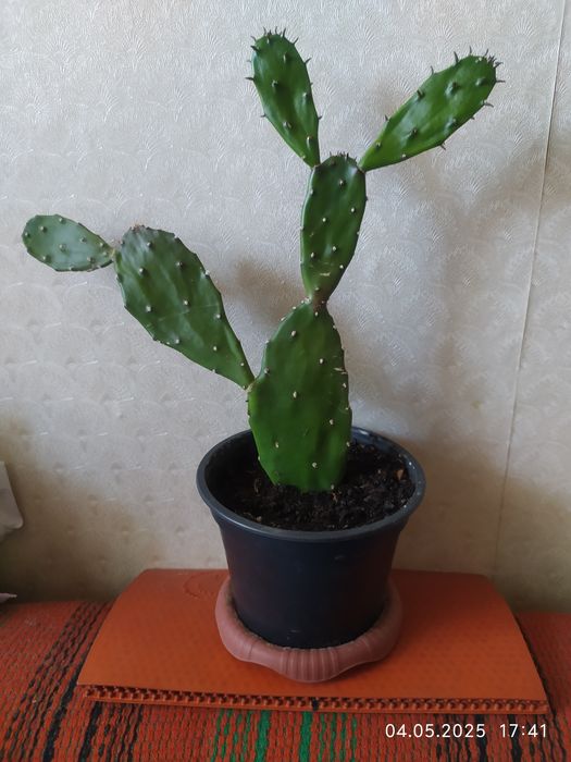Кактусик  Опунция