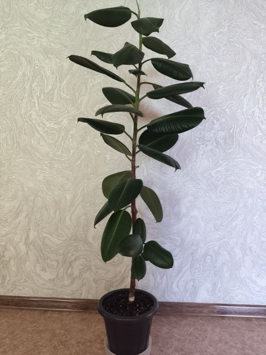 Комнатные цветы укоренённые