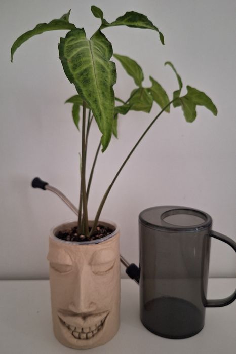 Комнатные цветы: сингониумы