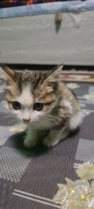 Kichkinagina mushukcha