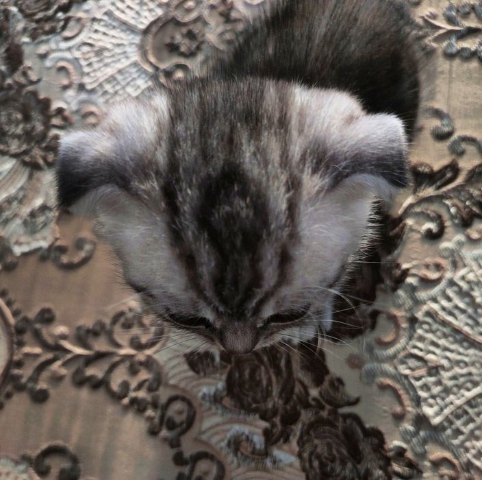 Вислоухих Шотландские Котята
