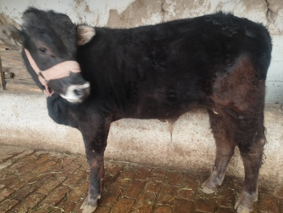 Шивит моллар сотилади