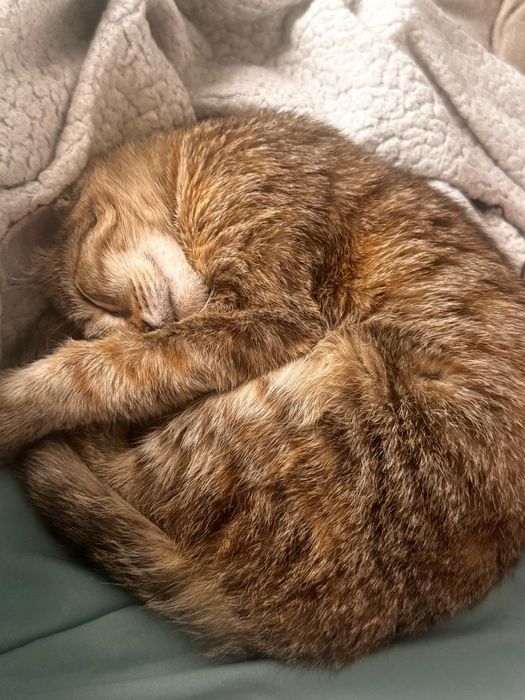 Отдам котенка 2 месяца