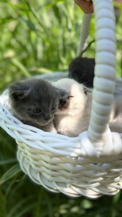 Мушуклар сотилади