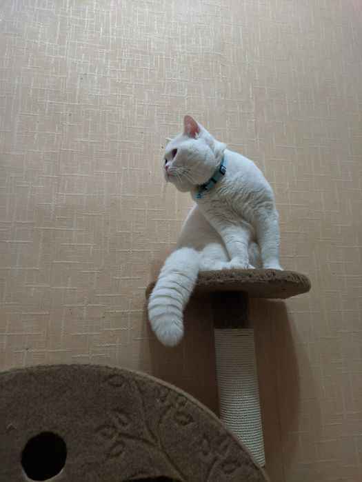 Скоттиш страйт кот на вязку