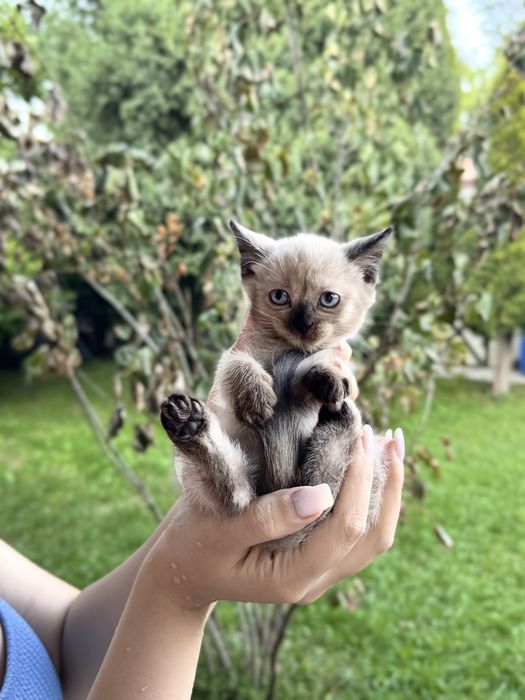 котята ,отдадим в хорошие руки