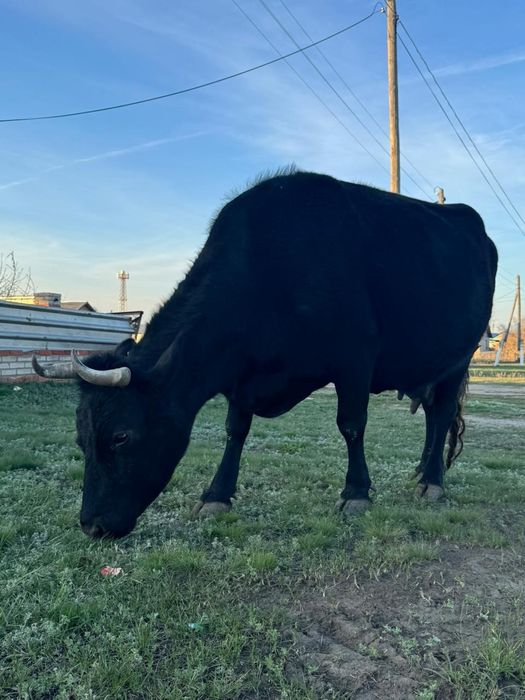 Корова стельная, молочная