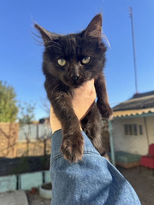 Отдам в добрые руки кошек