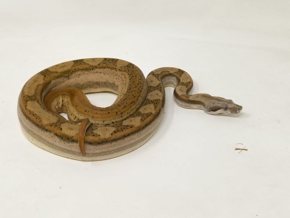 Боа Удушвач       .