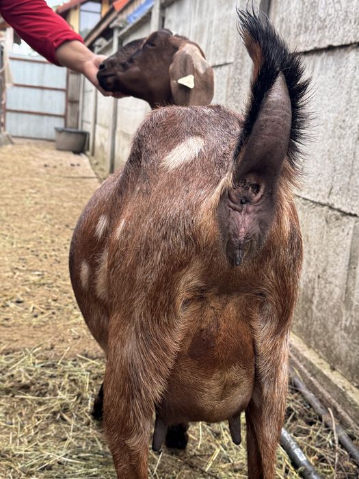 Capra anglonubian gestanta