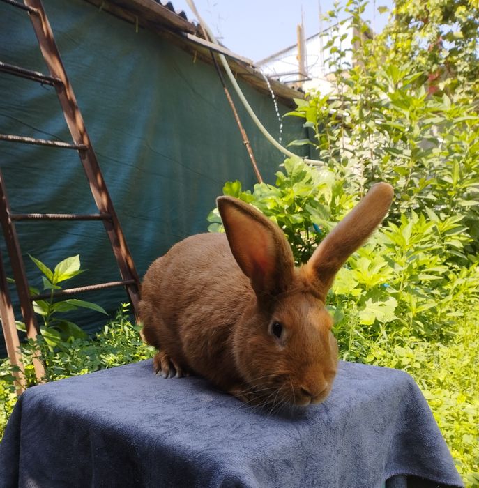 Бургундский кролик