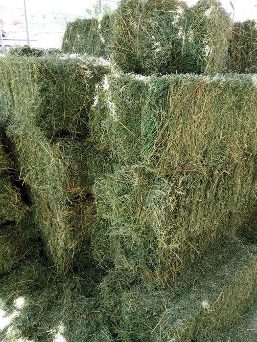 Beda press / Беда пресс