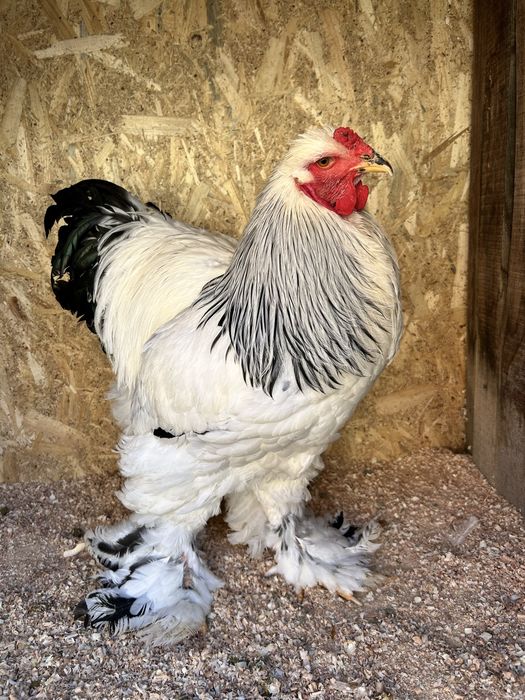 Familie brahma 2+1 sau 3+1