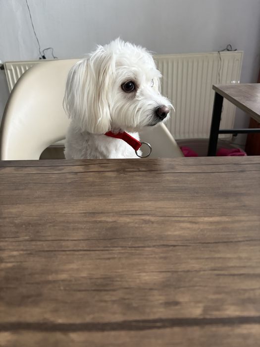 PetHotel Premium, servicii de cazare animale, caini