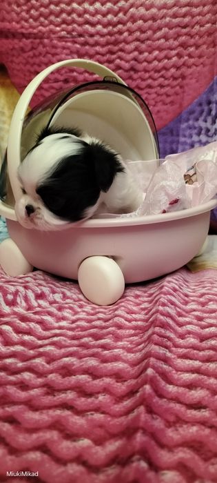 Девочка японского хина.