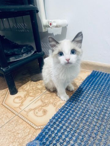 Сиамская котенка