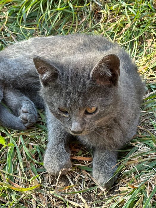 Котята ищут дом и семью