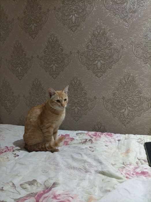Tekinga mushuk beriladi,ug'il mushuk