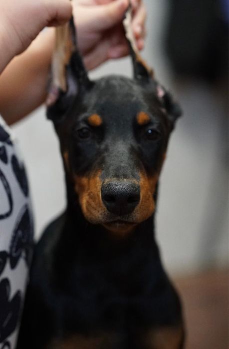 Продам щенков добермана