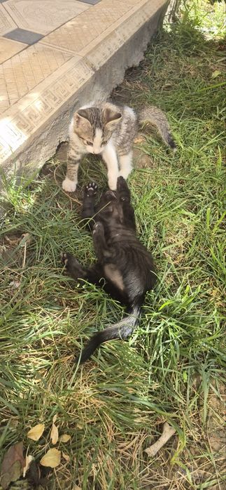 Отдам котят в добрые надёжные руки !