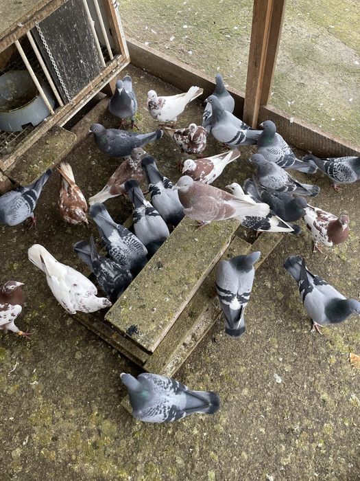 Vand/Schimb Porumbei voiajori si meulemans