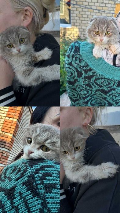 Кошечке нужен дом!