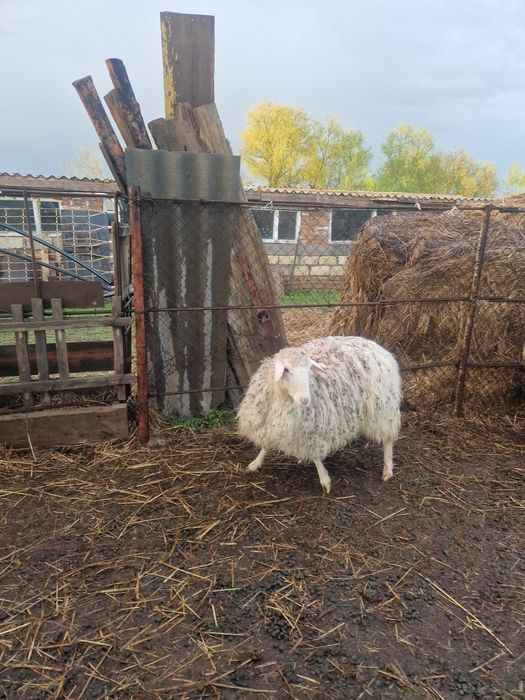 Продам овцу. Откормленная.