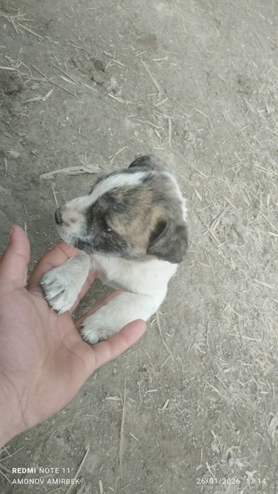 pidbul bolalari 1 oylik