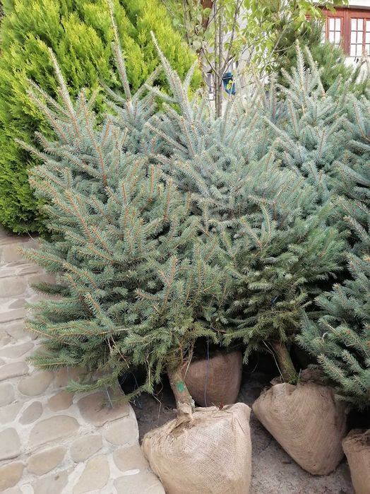 Vând tuia și brazi, mesteacăn, tei, platan, livrare în toată tara