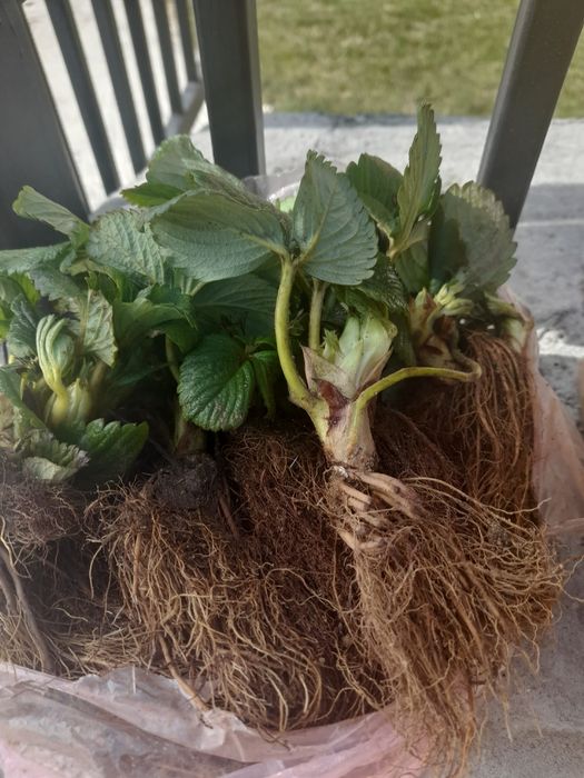 Stoloni de capsuna soiurile Aprica si Murano