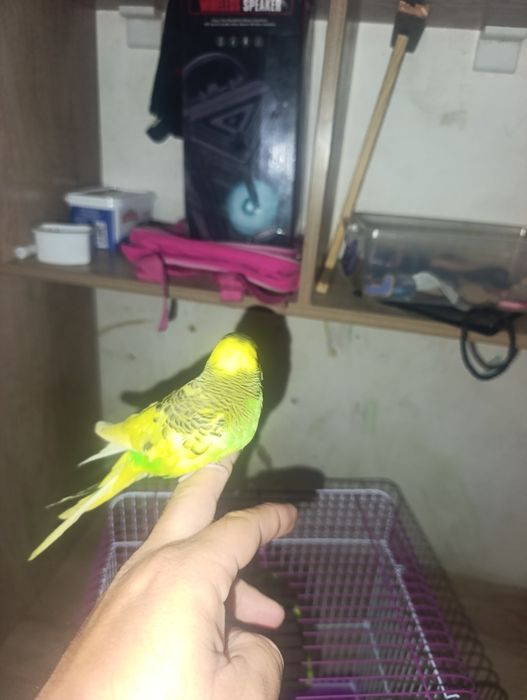 Toti qush qolga orgatilgan ozimiz boqamiz ovqat yiyishlari yahshi