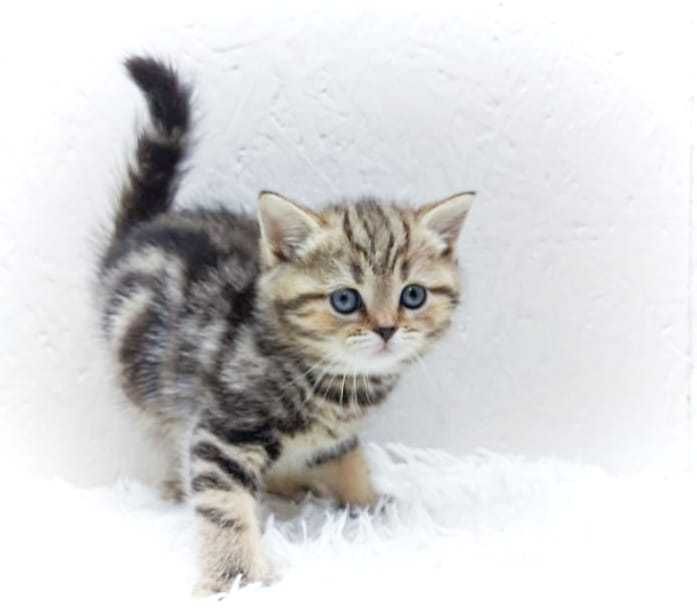 шотландцы серебристые .