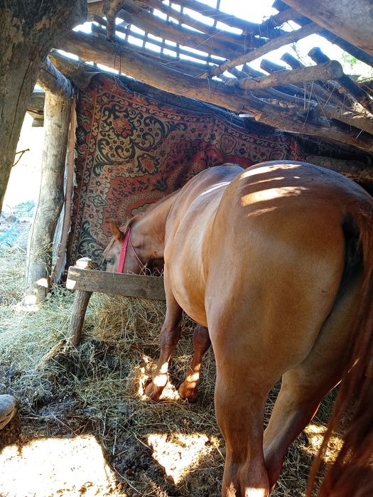 Harmasar de vânzare vârstă de trei ani