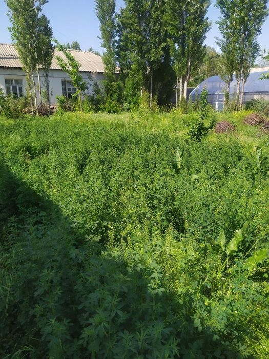 Продается дом Саксонота в центре