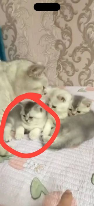 Продаётся котенок мальчик