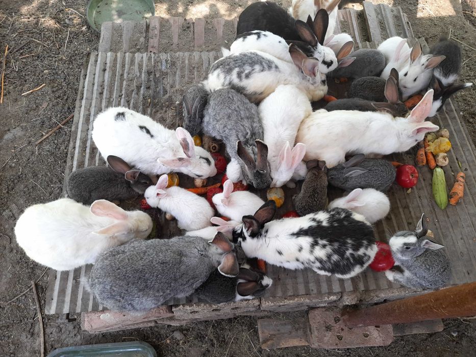 Заици всякакъв размер.