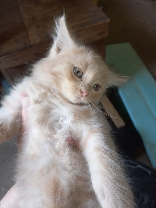 Котенок мальчик персикого цвета, пушистый