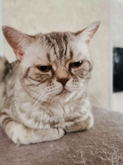 Шотландская кошка прямоухая