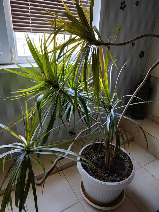 Драцена маргината.